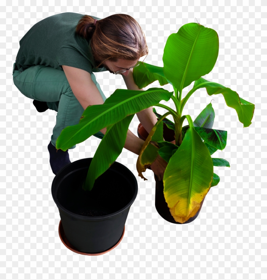 Replanting His Trees Image Clipart