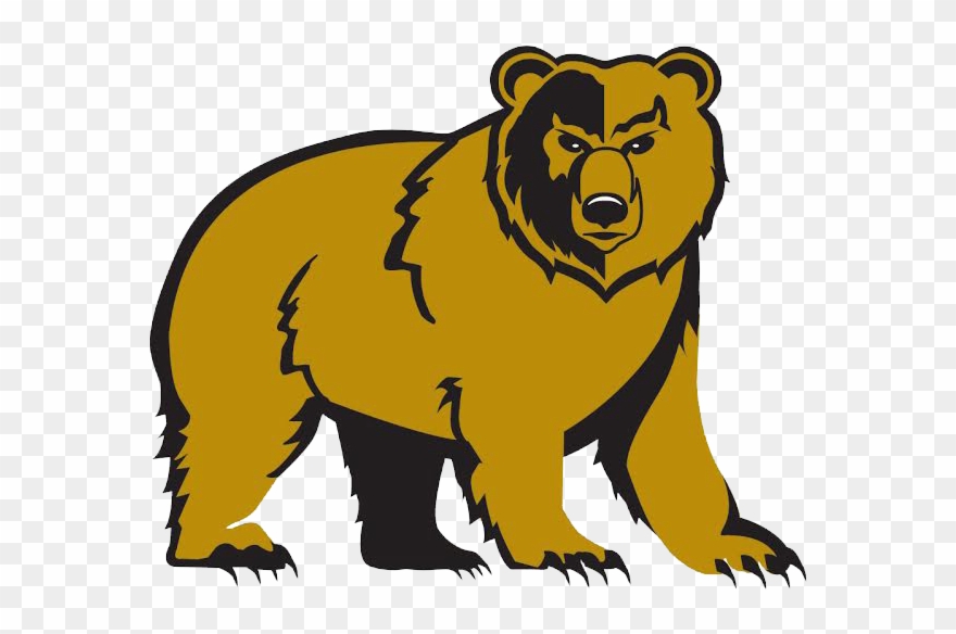 Banner Black And White Library Bears Clipart Golden - Shelbyville Golden Bears - Png Download