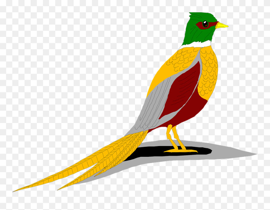 Seagulls Clipart - Ring Necked Pheasant Clip Art - Png Download