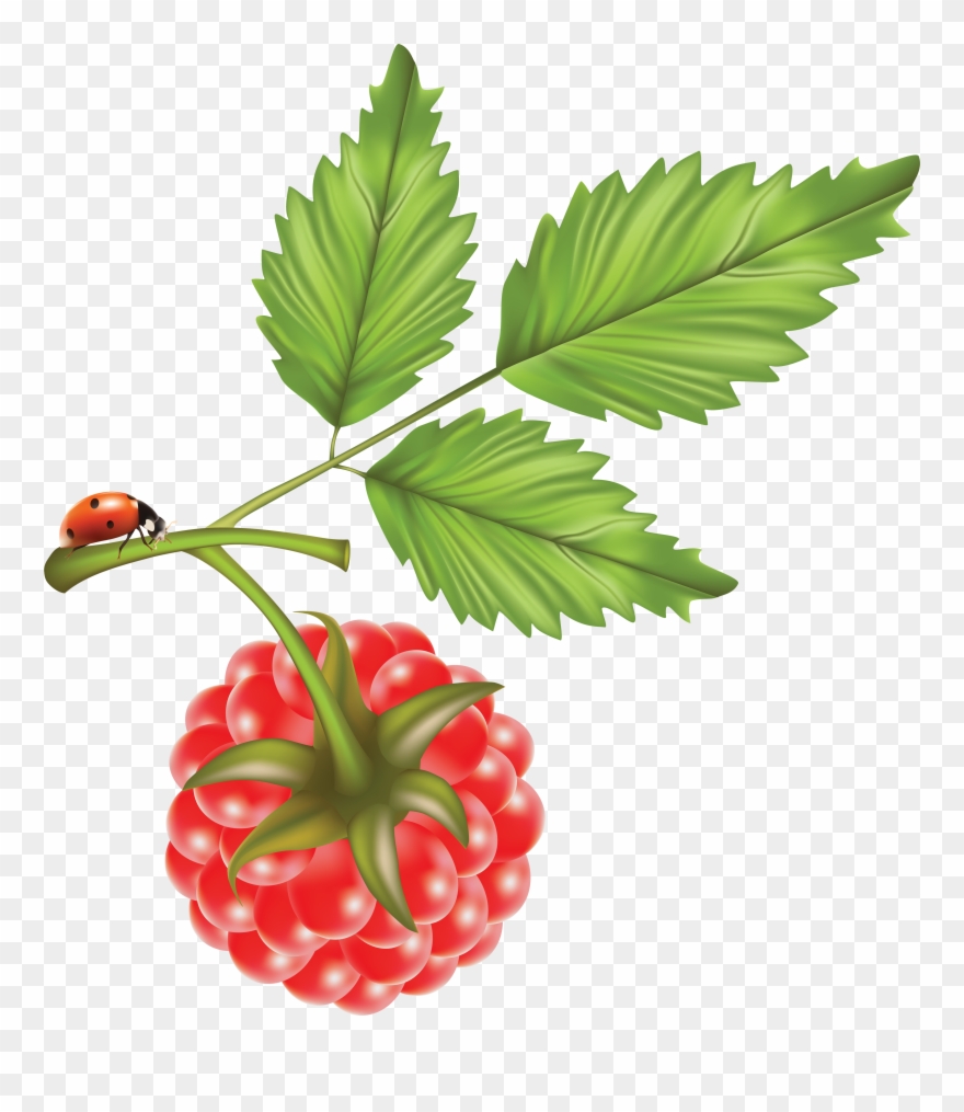 Rraspberry Png Image Clipart
