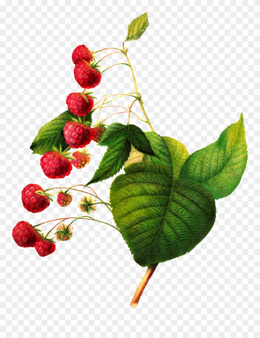 Antique Images Antique Raspberry Image Digital Fruit - Raspberry Art Illustration Clipart