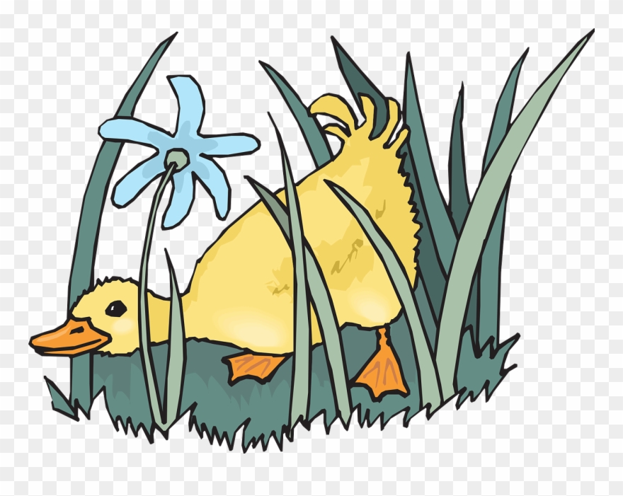 Duckling Baby Bird - Duck In A Farm Clip Art - Png Download
