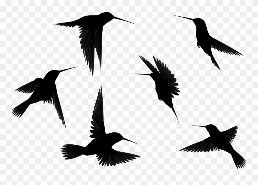 Black Swan Clip Art - Bird Tattoo Transparent - Png Download