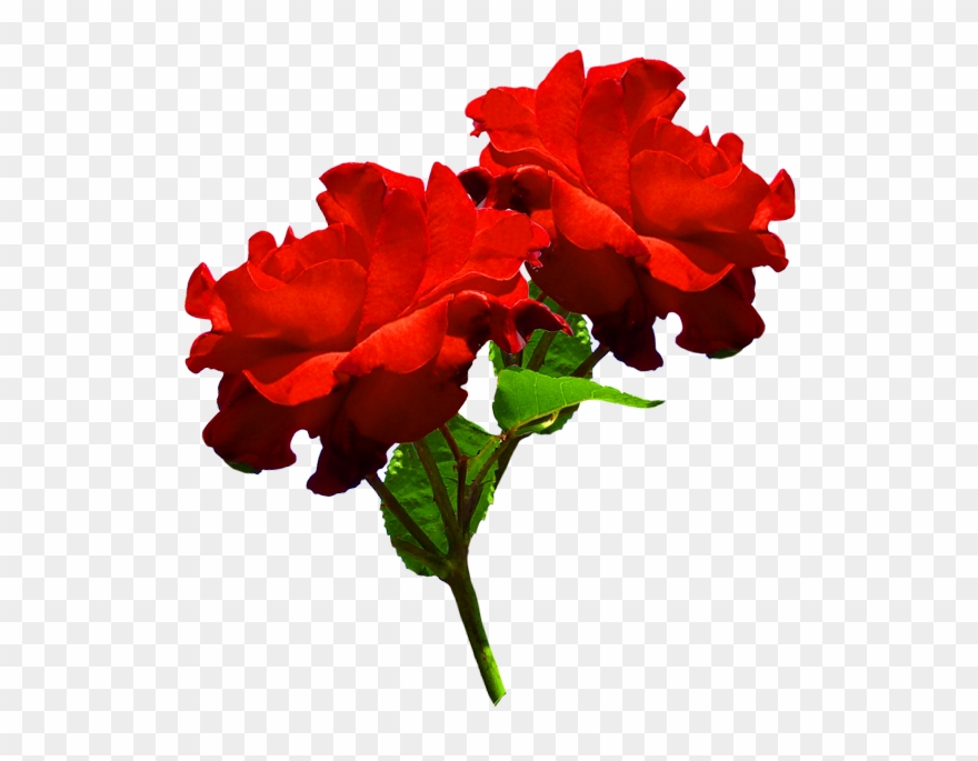 Red Rose Clipart Head - Two Red Roses Png Transparent Png