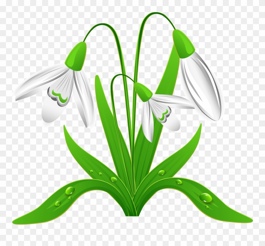 Spring Snowdrops Png Clipart Picture - Snowdrops Clipart Transparent Png