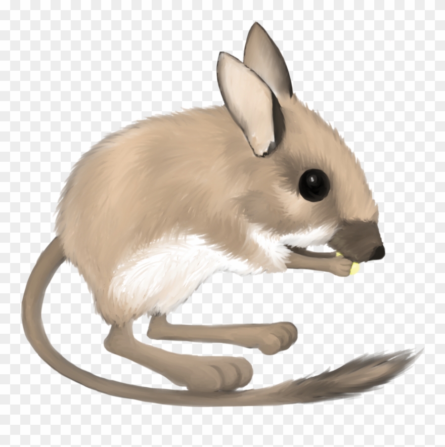 Rat Clipart Kangroo - Kangaroo Rat No Background - Png Download