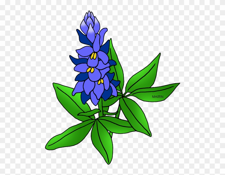 Image Free Stock Cactus Ranch Library Bluebonnet - State Flower Of Texas Drawing Clipart
