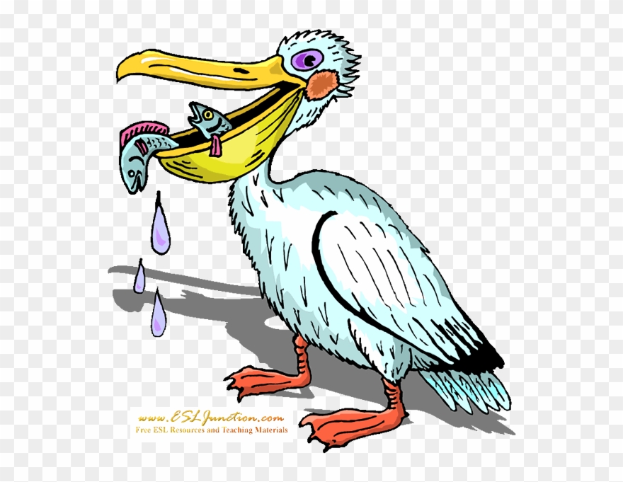 Pelican Clipart