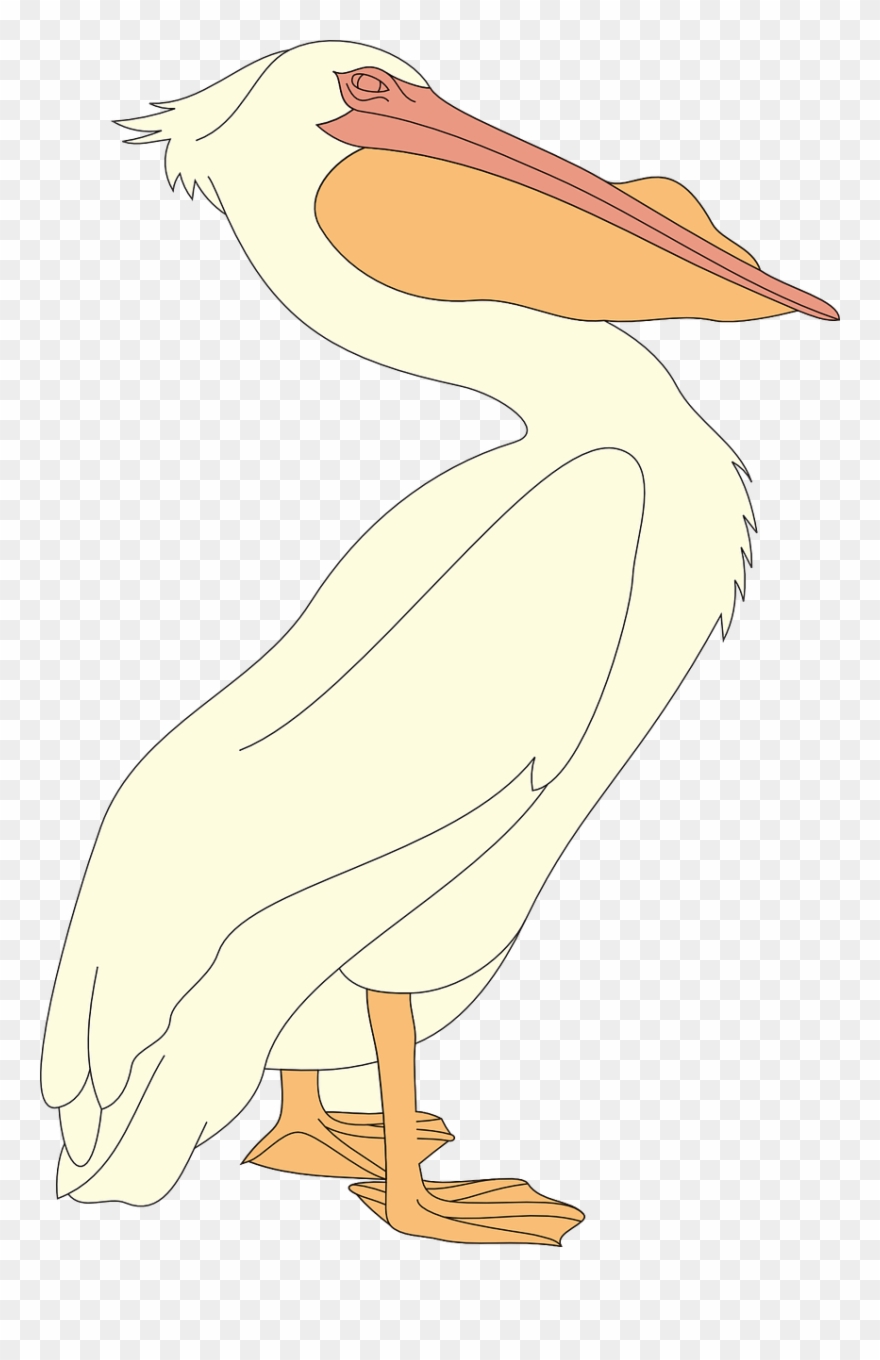 Pelican Seabid Png Image Clipart