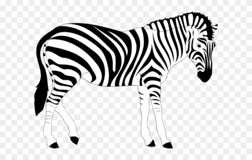 Zebra Clipart Gambar - Png Download
