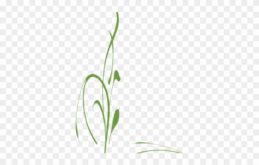 Decoration Clipart Vine - Png Download
