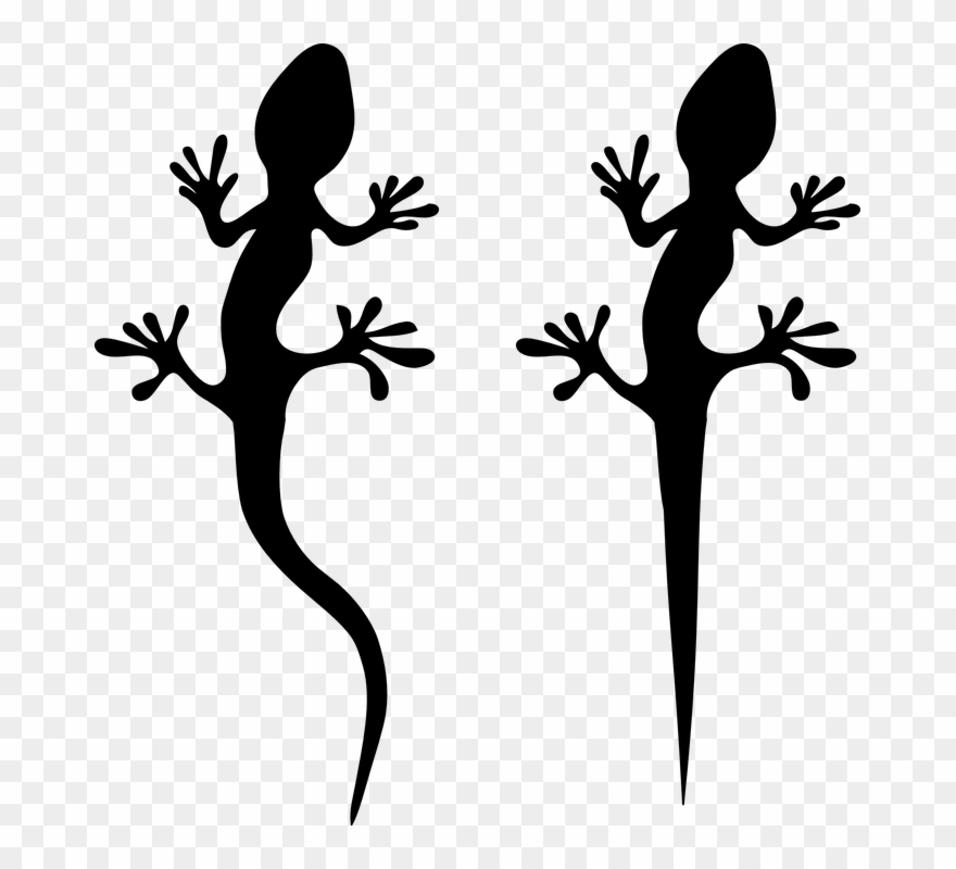 Lizard Clipart Diagram Wall - Png Download