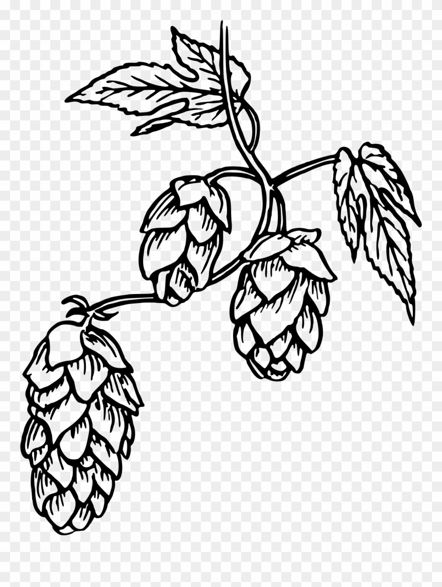 Jpg Free Hop Drawing Clipart - Png Download