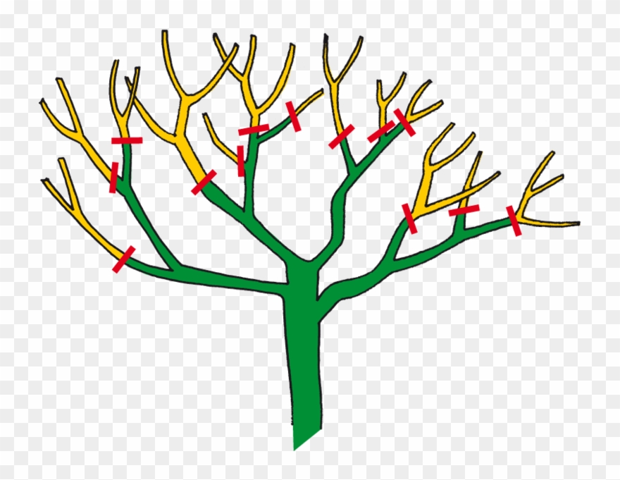 Rosen Richtig Schneiden Clipart