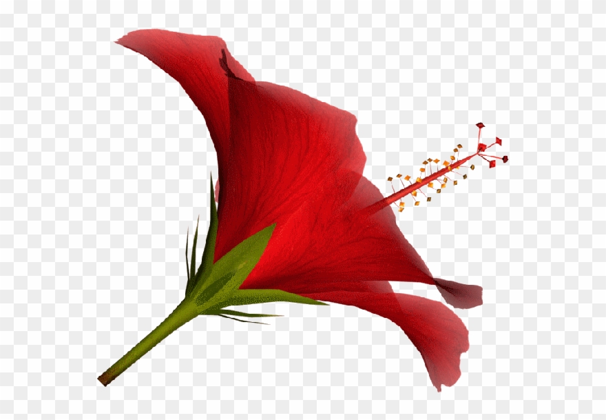 Yellow Hibiscus, Hibiscus Flowers, Tube, Google, Red, Clipart