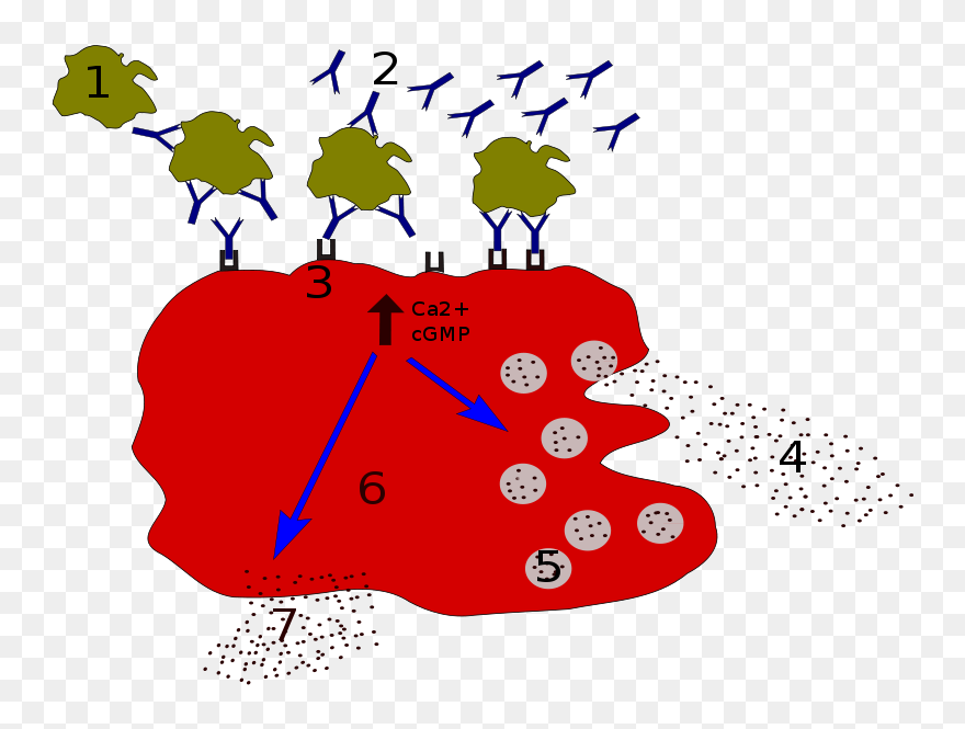 Allergy Degranulation Processes Clipart