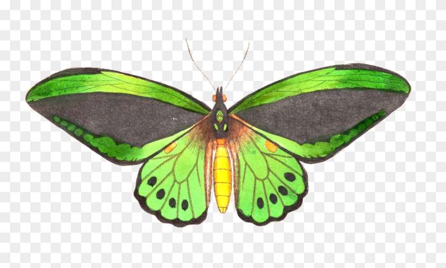 Butterfly Animal Insect Isolated Png Image Clipart