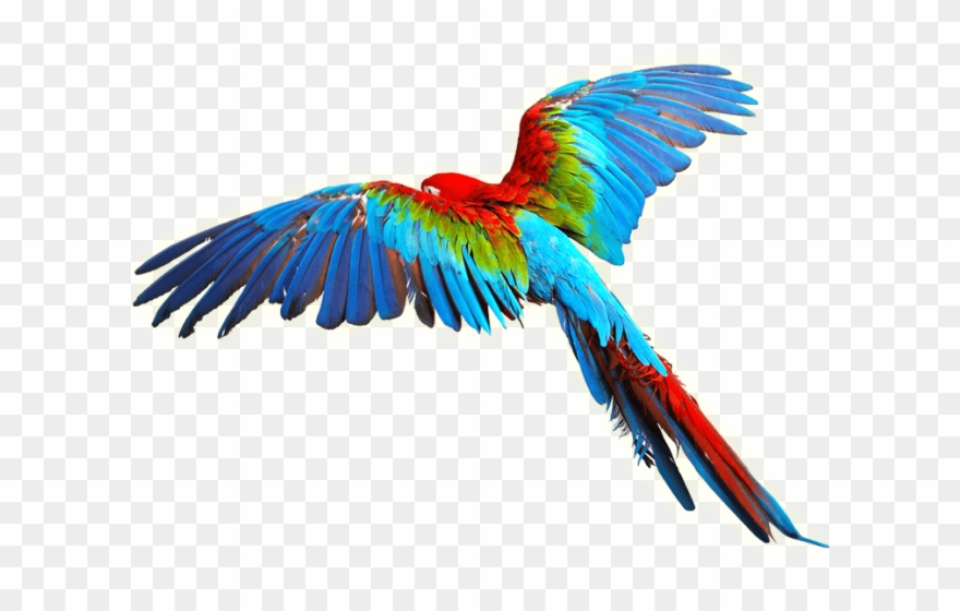 Parrot Clipart Aves - Png Download