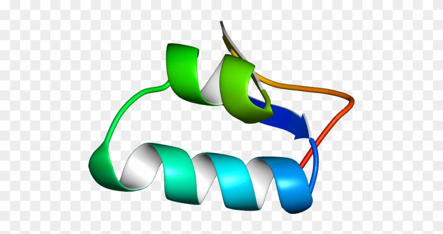 It Has Two Alpha Helices And Two Beta Strands Forming Clipart