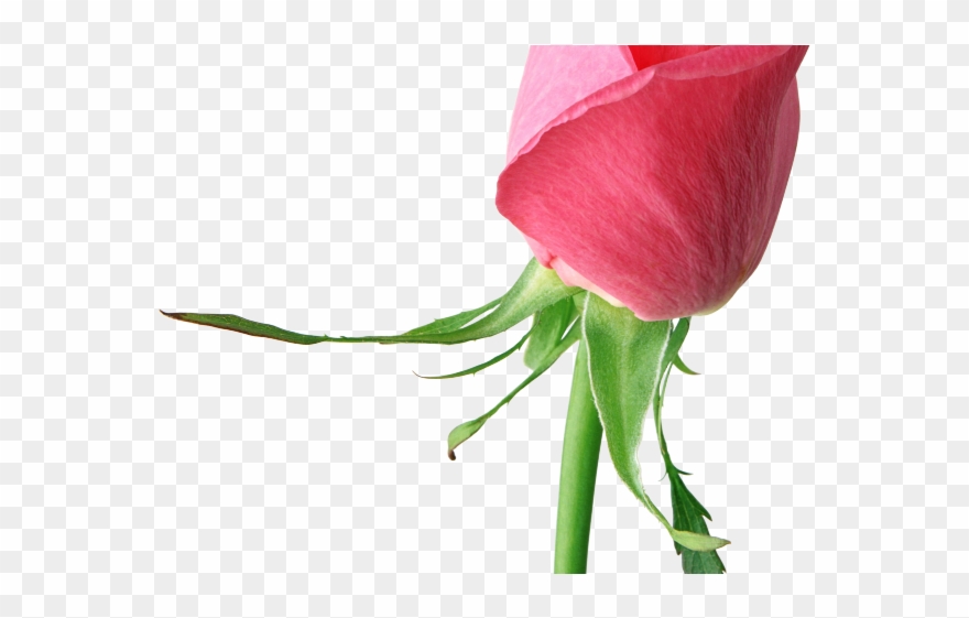 White Rose Clipart Valentine Single Rose - Png Download