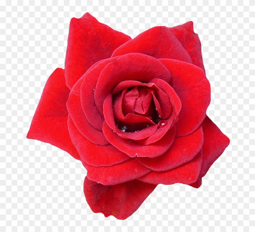 Rose, Red, Blossom, Bloom, Flowers, Nature, Rose Blooms Clipart