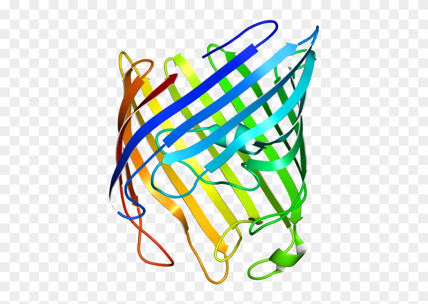 This Protein Is Embedded In The Cell Membrane Clipart