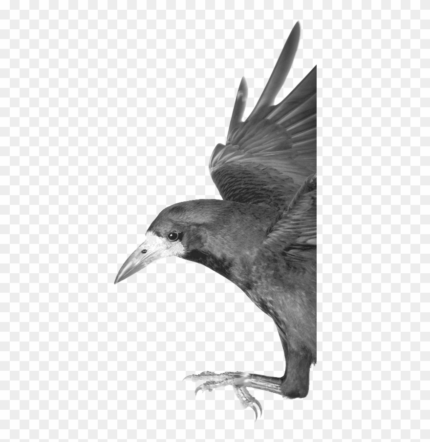 Www - Birdclan - Org/crow Clipart