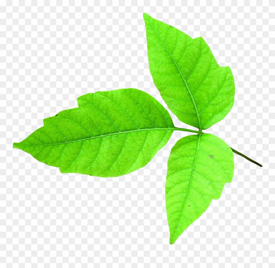 Everything You Didn't Want To Know About Poison Ivy Clipart