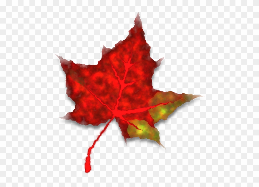 Red Maple Leaf Tree Fall Leaves Png Image Clipart