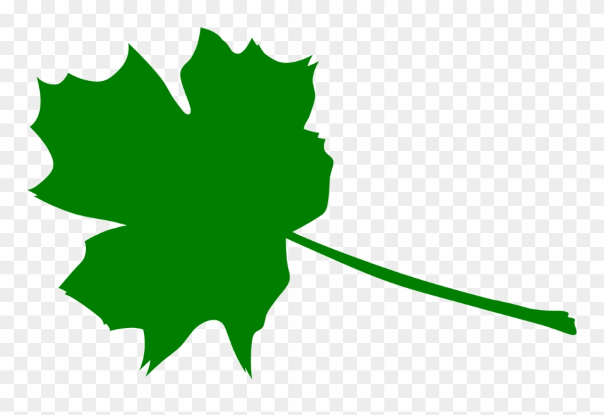 Maple Green Plant Leaves Png Image Clipart