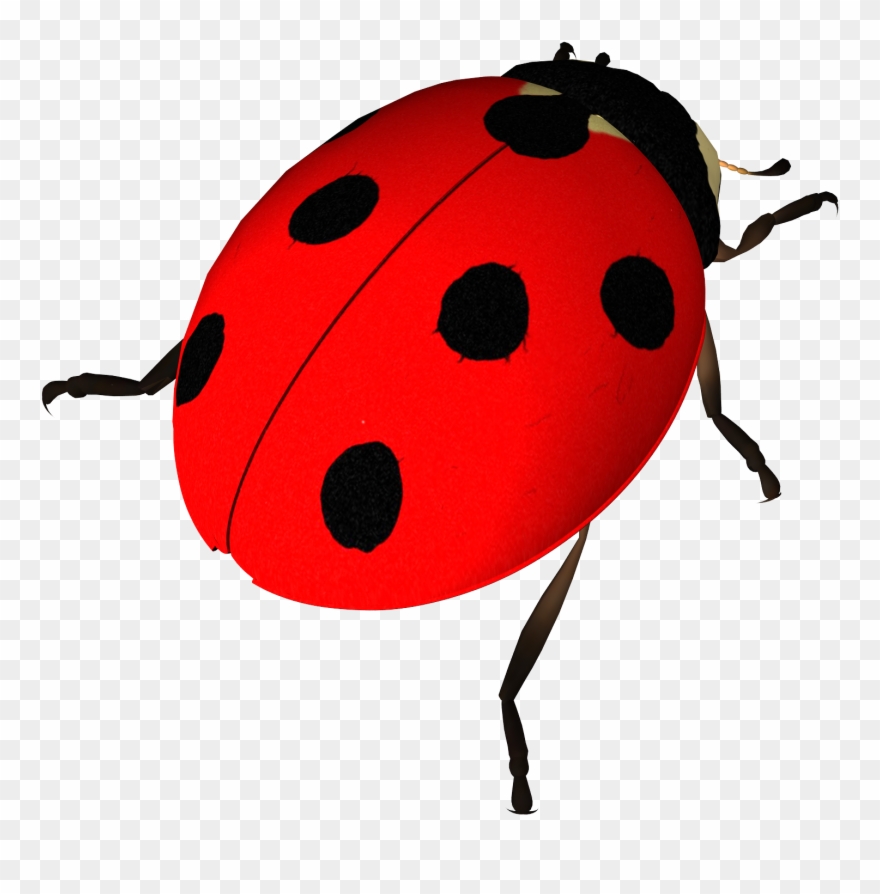 Insect Ladybird Clip Art Transprent Png Free Transparent Png