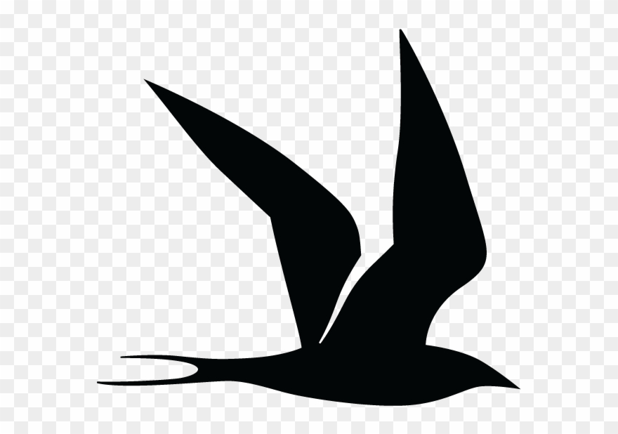 Tern Clipart Course Content - Png Download
