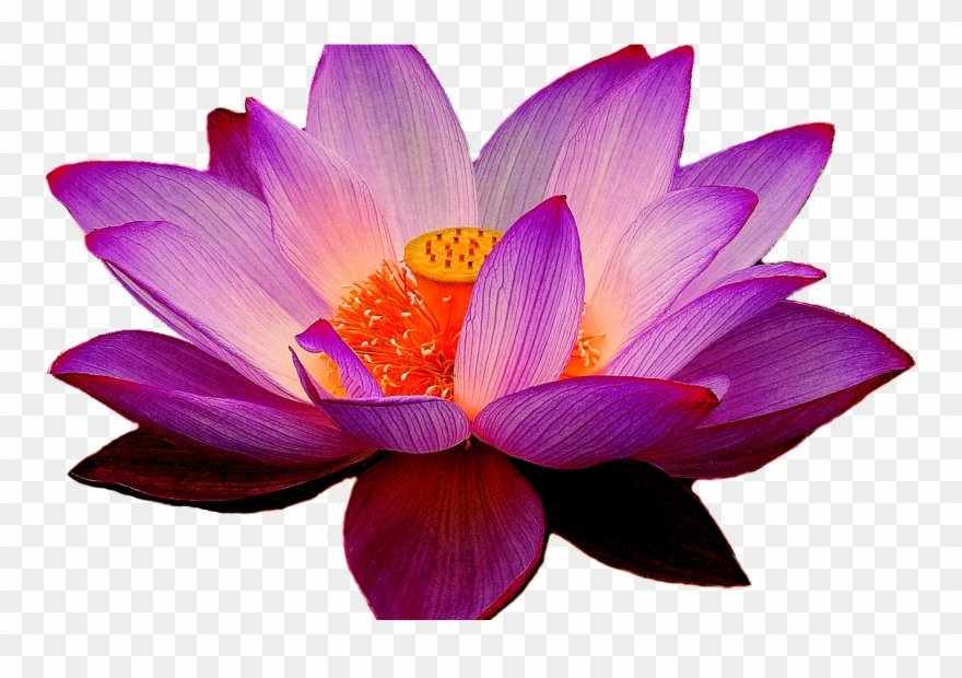 Hawaiian Flower Clipart Clipart & Vector Design - Png Download