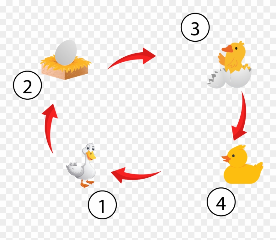 Pertumbuhan Bebek Nomor 2 Adalah Pada Fase Clipart