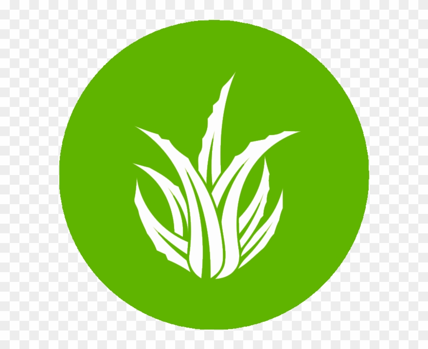 Aloe Vera Clipart