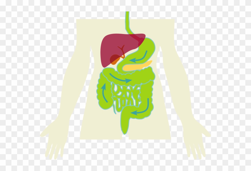 Detoxify The Body By Helping Cleanse The Digestive Clipart