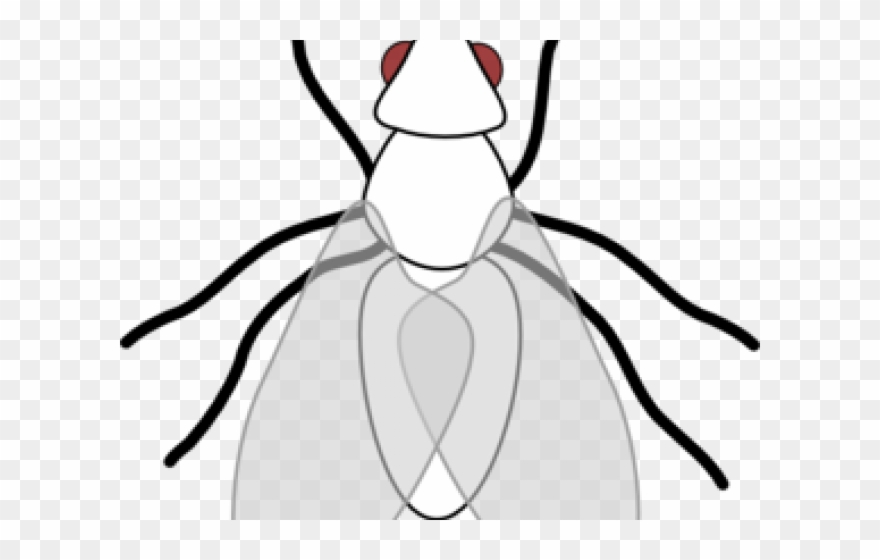Fly Clipart Black And White - Png Download