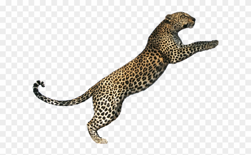 Leopard Clip Art - Png Download