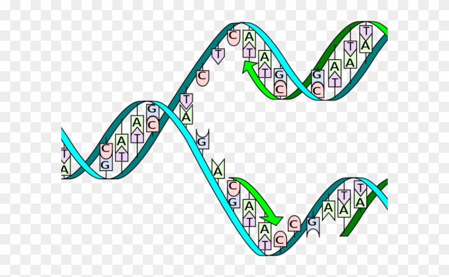 Dna Structure Clipart Unlabeled - Png Download