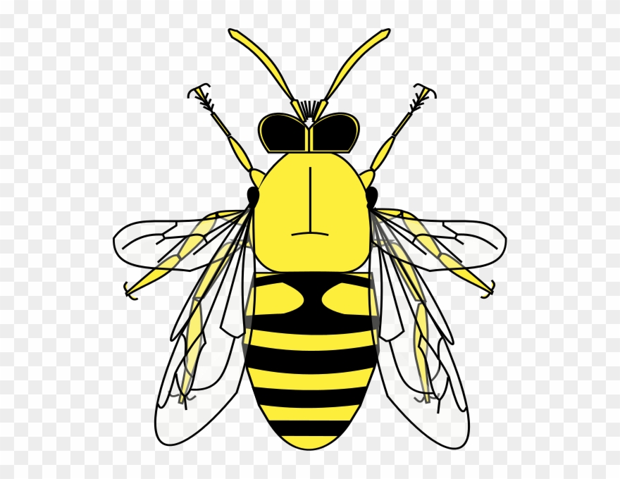 224 × 240 Pixels Clipart