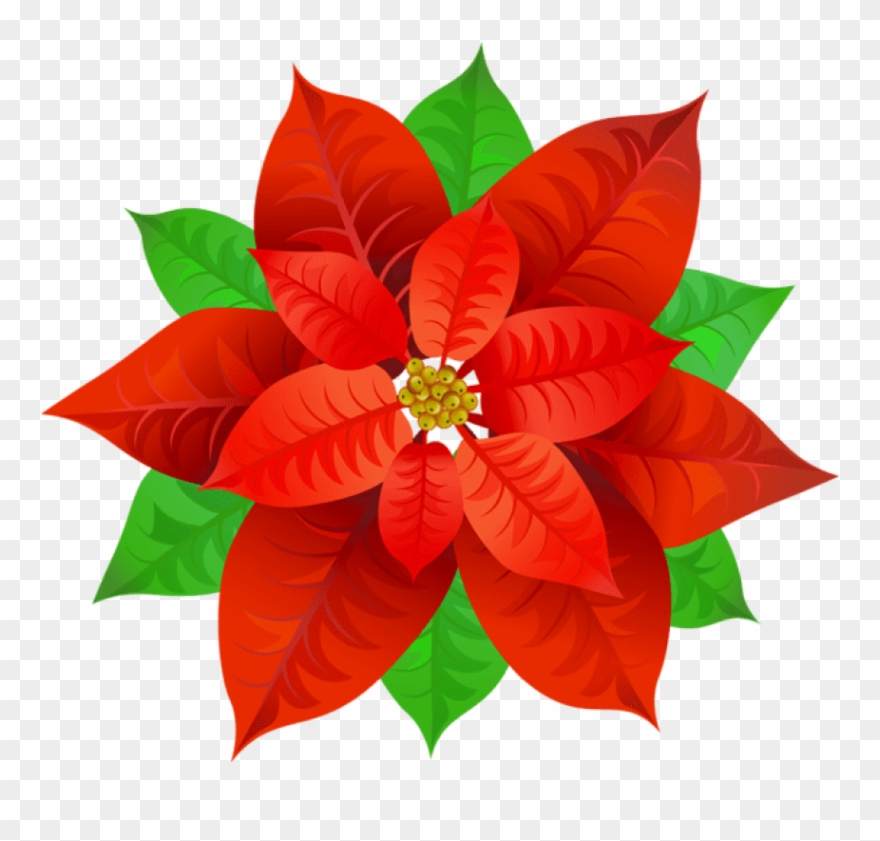 Free Png Poinsettia Png Clipart