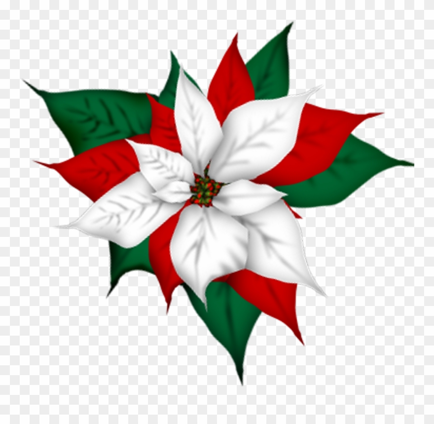 Christmas Poinsettia Freetoedit Clipart