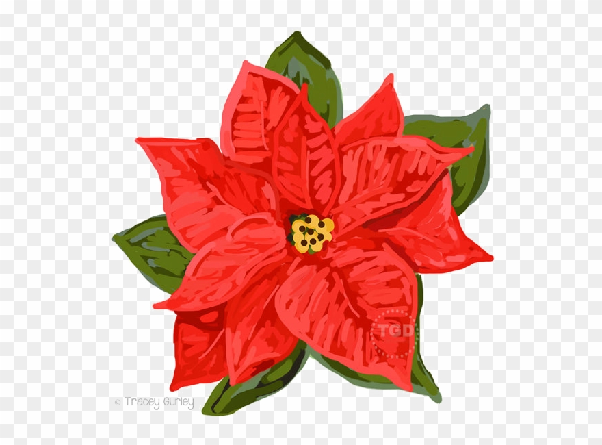 Poinsettia Png Download Image Clipart