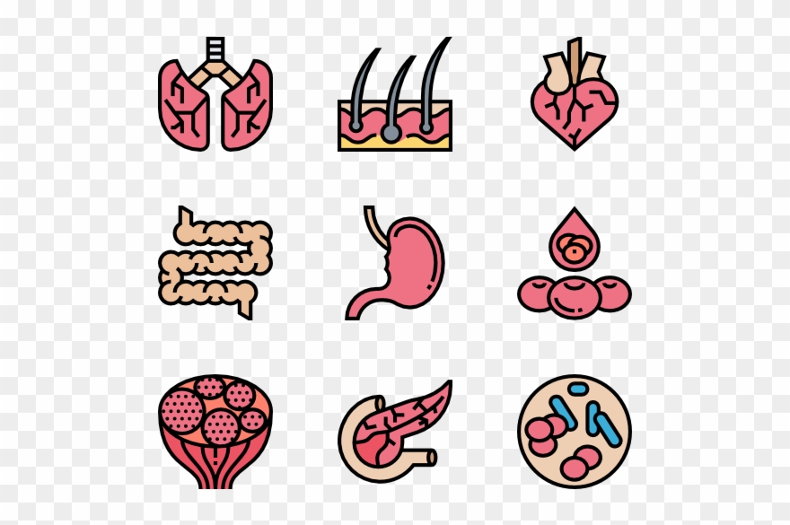 Human Organs Clipart