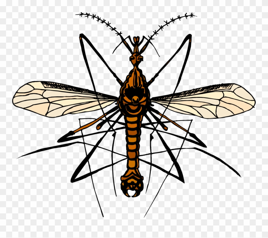 Our Videos Clipart