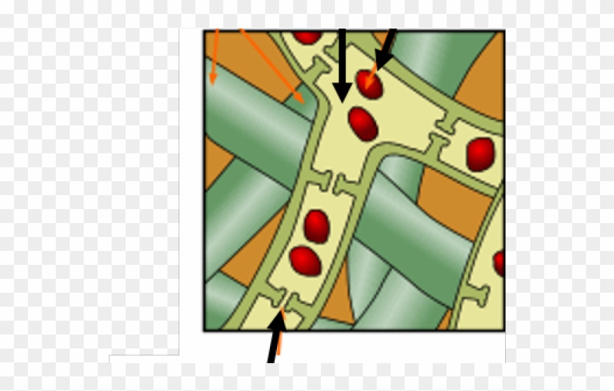 Bacteria Clipart Dead Bacteria - Png Download