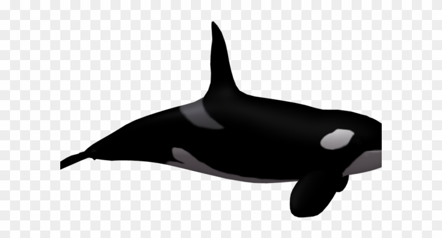 Whale Clipart Killer Whale - Png Download