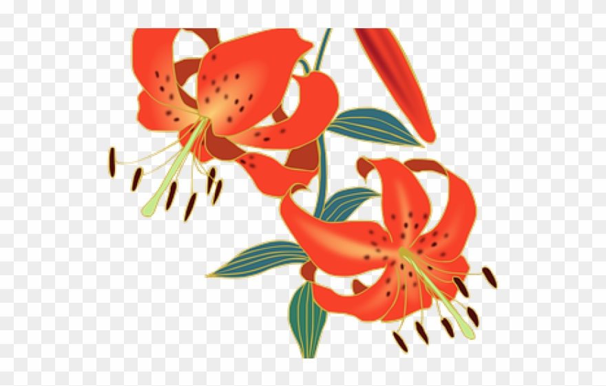 Lily Clipart Red Lily - Png Download
