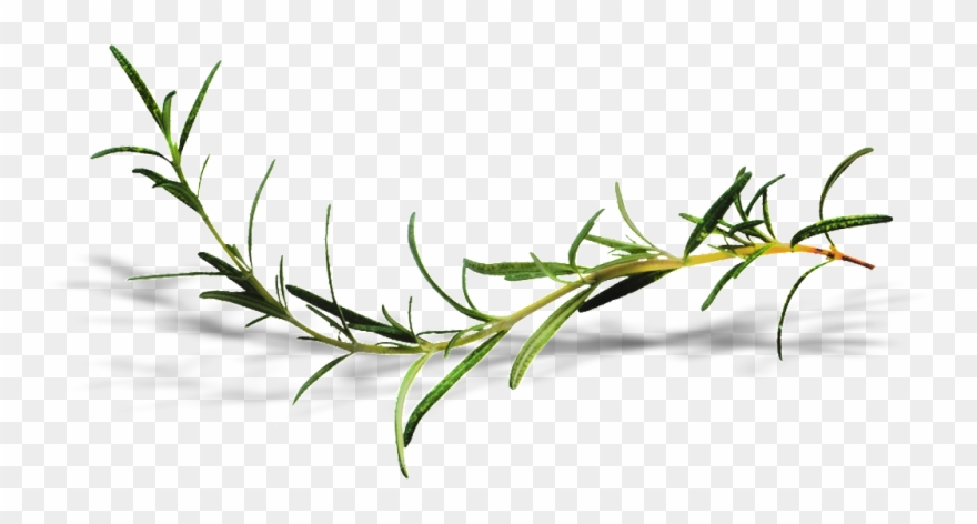 Growing Vine Man Transparent Clipart