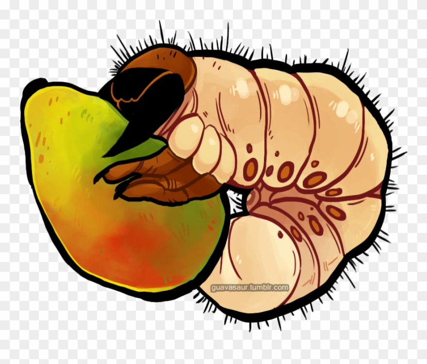 Mango Grub Clipart